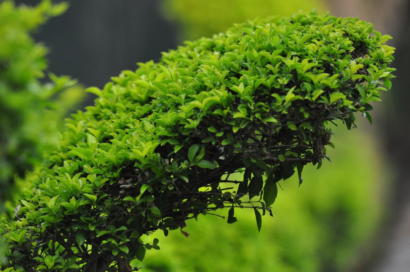 Frischgrüne Hecke als Gartenbegrenzung